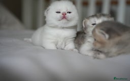 Scottish Fold cats for sale: Scottish fold - Image 7