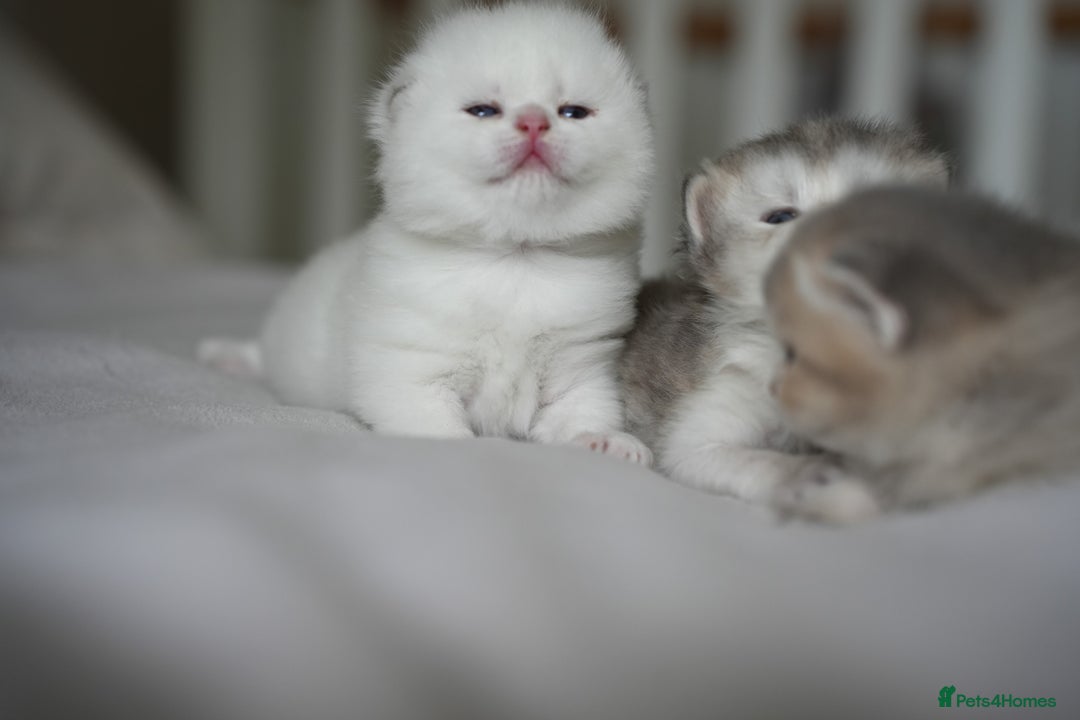 Scottish Fold cats for sale: Scottish fold - Image 7