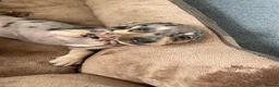 Dachshund dogs for sale: 4 Gorgeous Dachshund puppies for sale in Northwood - Advert 9