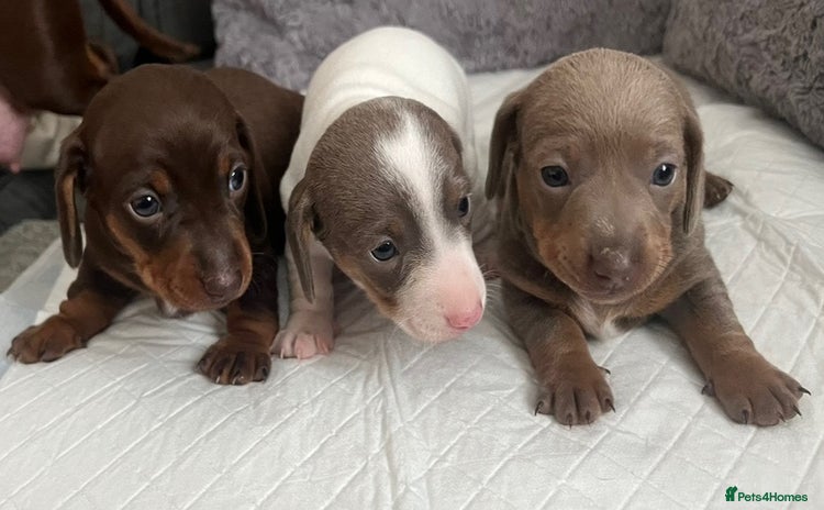 Miniature Dachshund dogs - Advert 1
