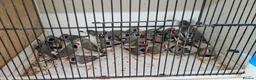 Finches birds for sale: Zebra Finches For Sale in Tadley - Advert 1