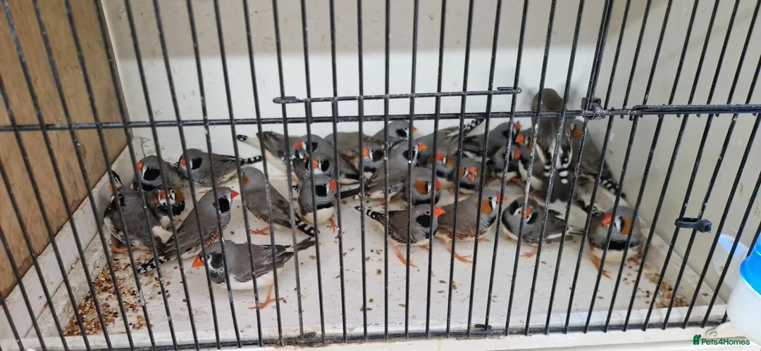 Finches birds for sale: Zebra Finches For Sale in Tadley - Advert 1
