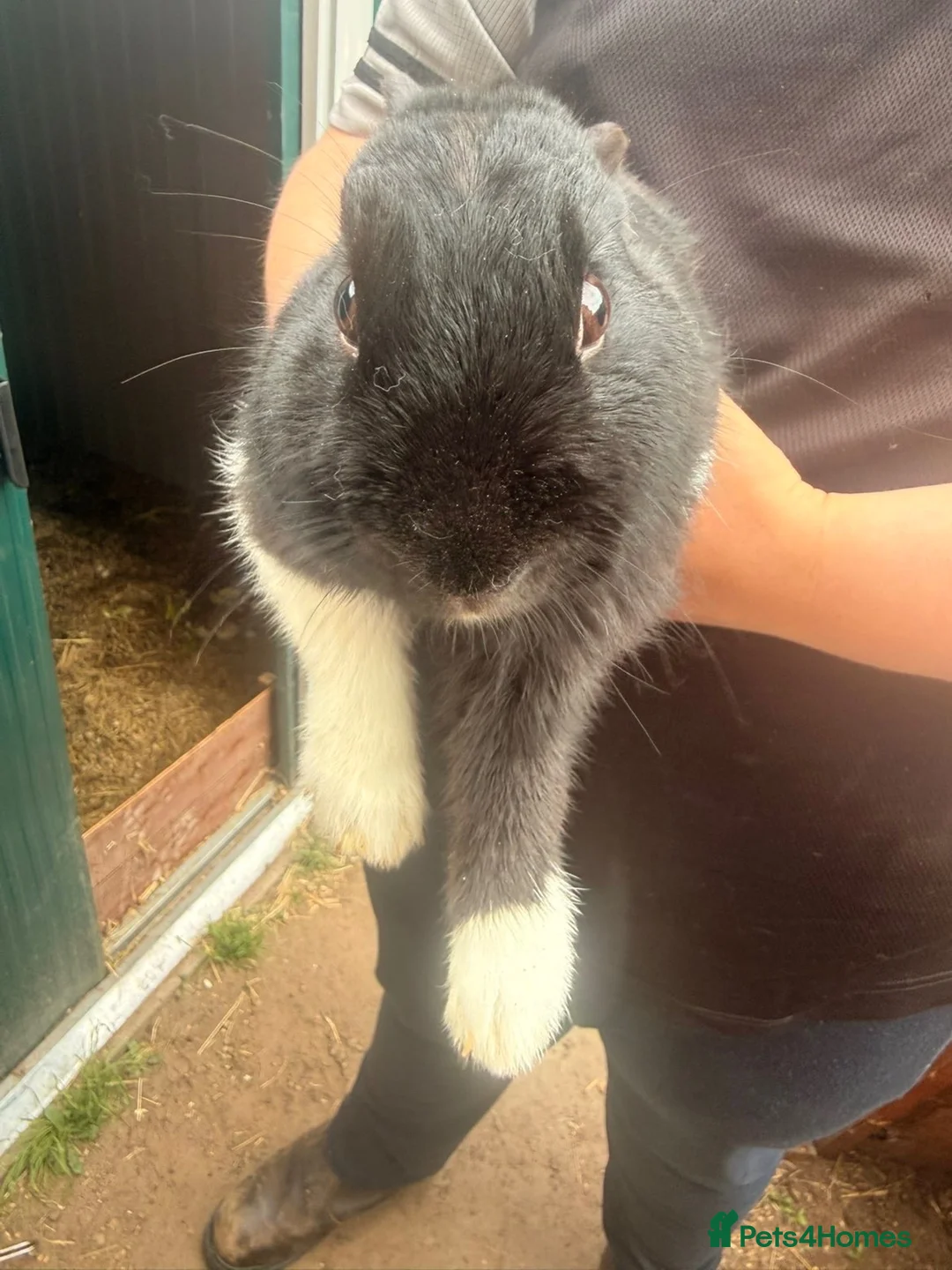 Dutch rabbits for sale: Dutch rabbits  in Selby - Advert 6