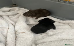 Guinea Pig rodents for sale: 2 baby guinea pigs  - Image 1