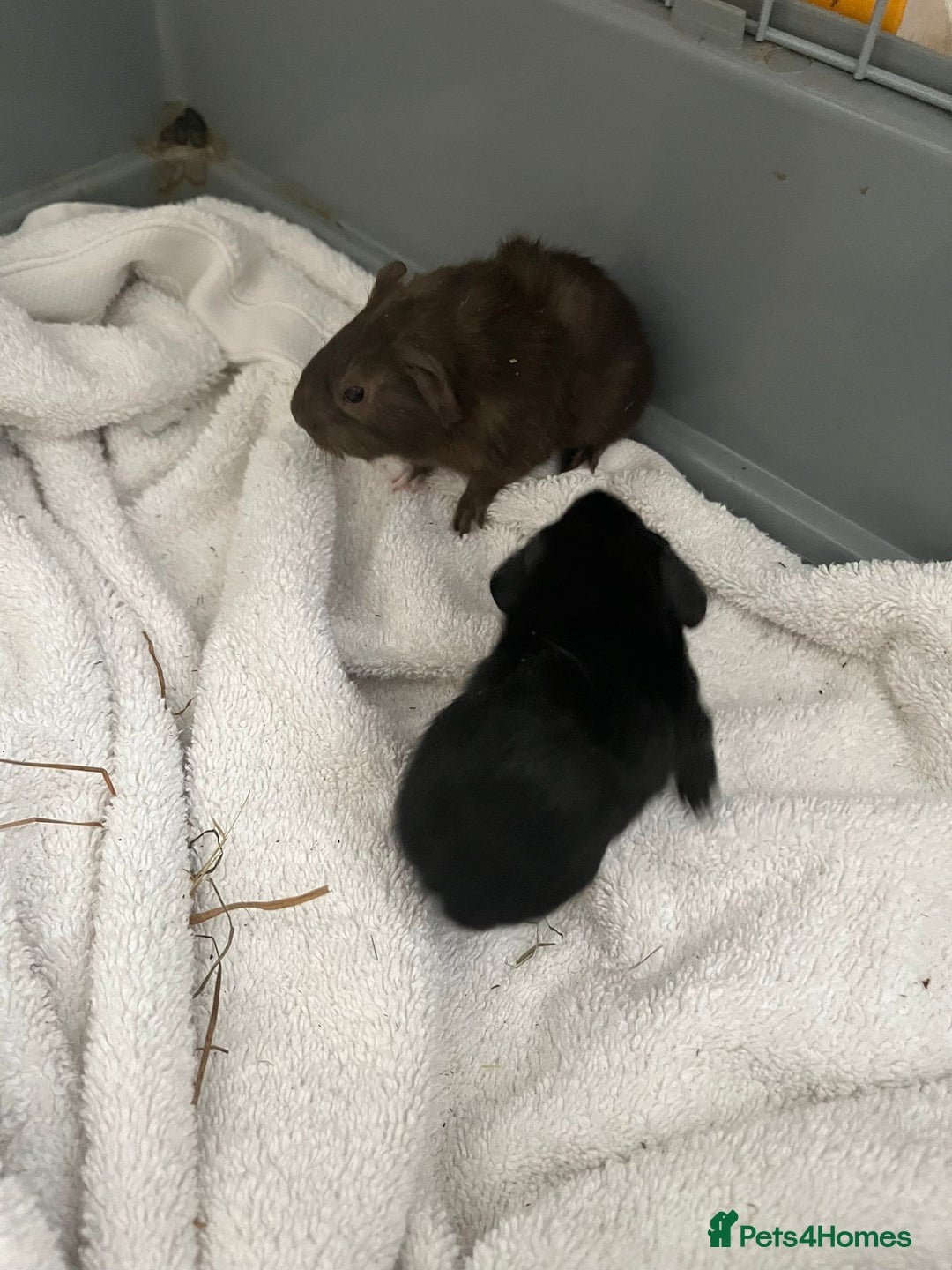 Guinea Pig rodents for sale: 2 baby guinea pigs  - Image 1