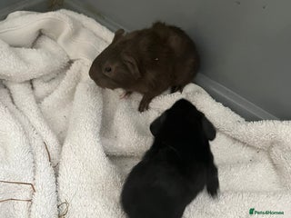 Guinea Pig rodents - Advert 18