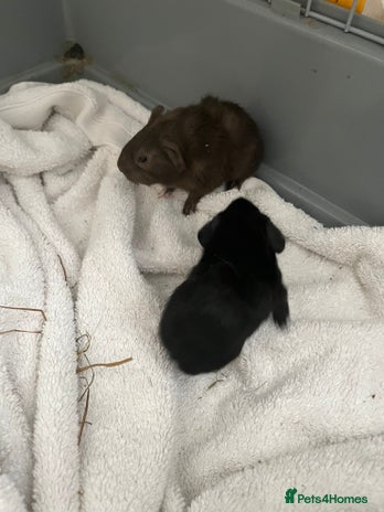 Guinea Pig rodents - Advert 6