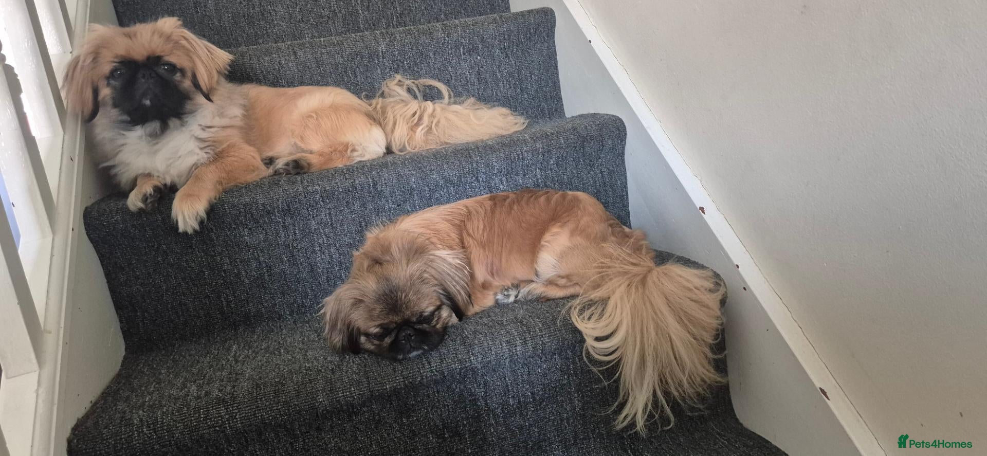 Pekingese dogs 🥰🥰🥰🥰🥰 - Advert 3