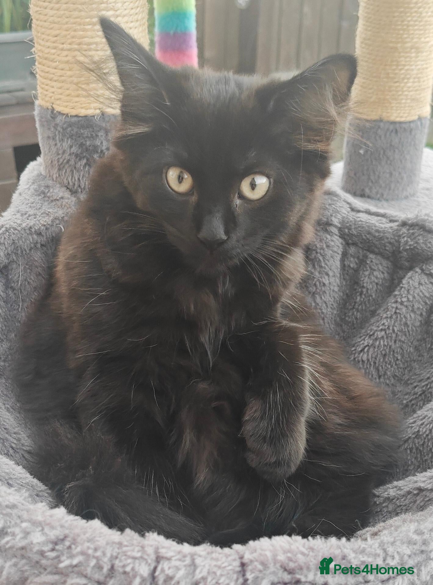 Mixed Breed cats Little cuties - Advert 1