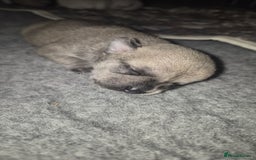 Chihuahua dogs for sale: 4 beautiful chihuahua puppies - Image 8