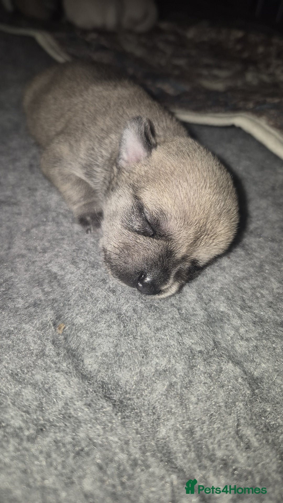 Chihuahua dogs for sale: 4 beautiful chihuahua puppies - Image 8