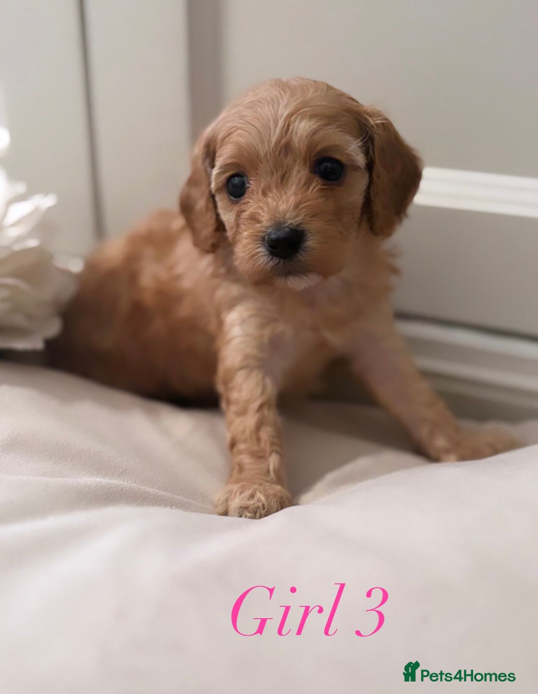 Cavapoo dogs for sale: 8 F1 dna health tested Cavapoos  - Image 6