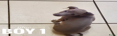 Italian Greyhound Puppy 5