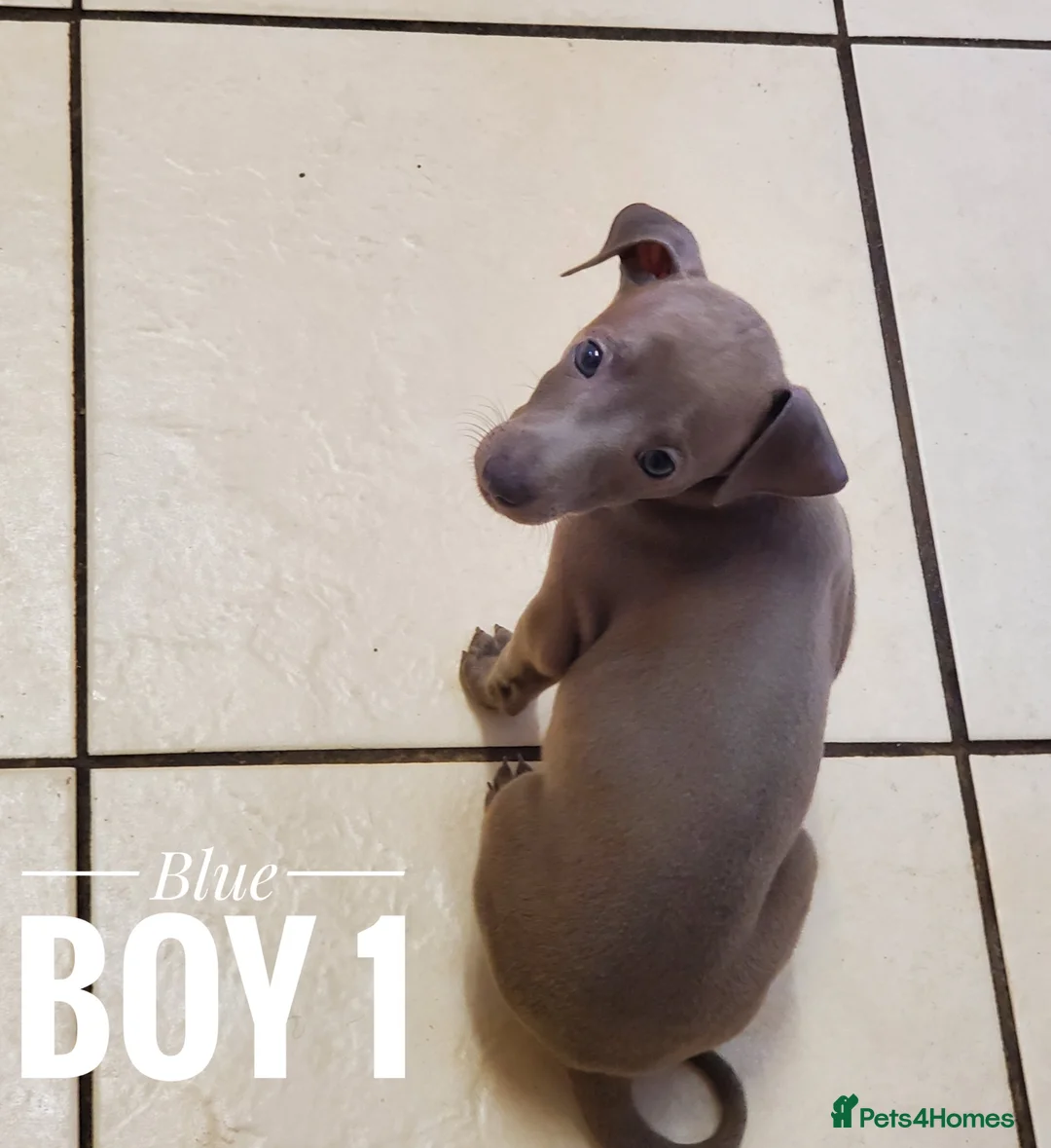 Italian Greyhound dogs for sale: Stunning kc Italian greyhounds  - Advert 16