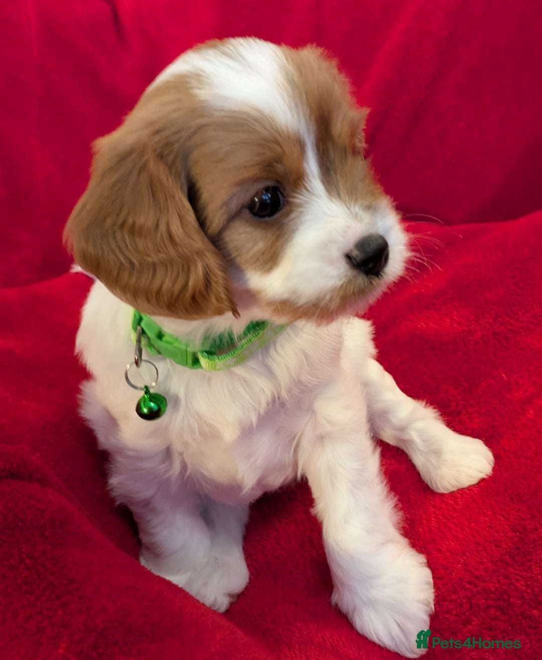 Cavapoo dogs for sale: F2 Cavapoo, Dog breeding license - Advert 35