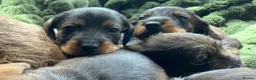 Miniature Dachshund dogs for sale: Miniature Wire haired Dachshund  - Advert 10
