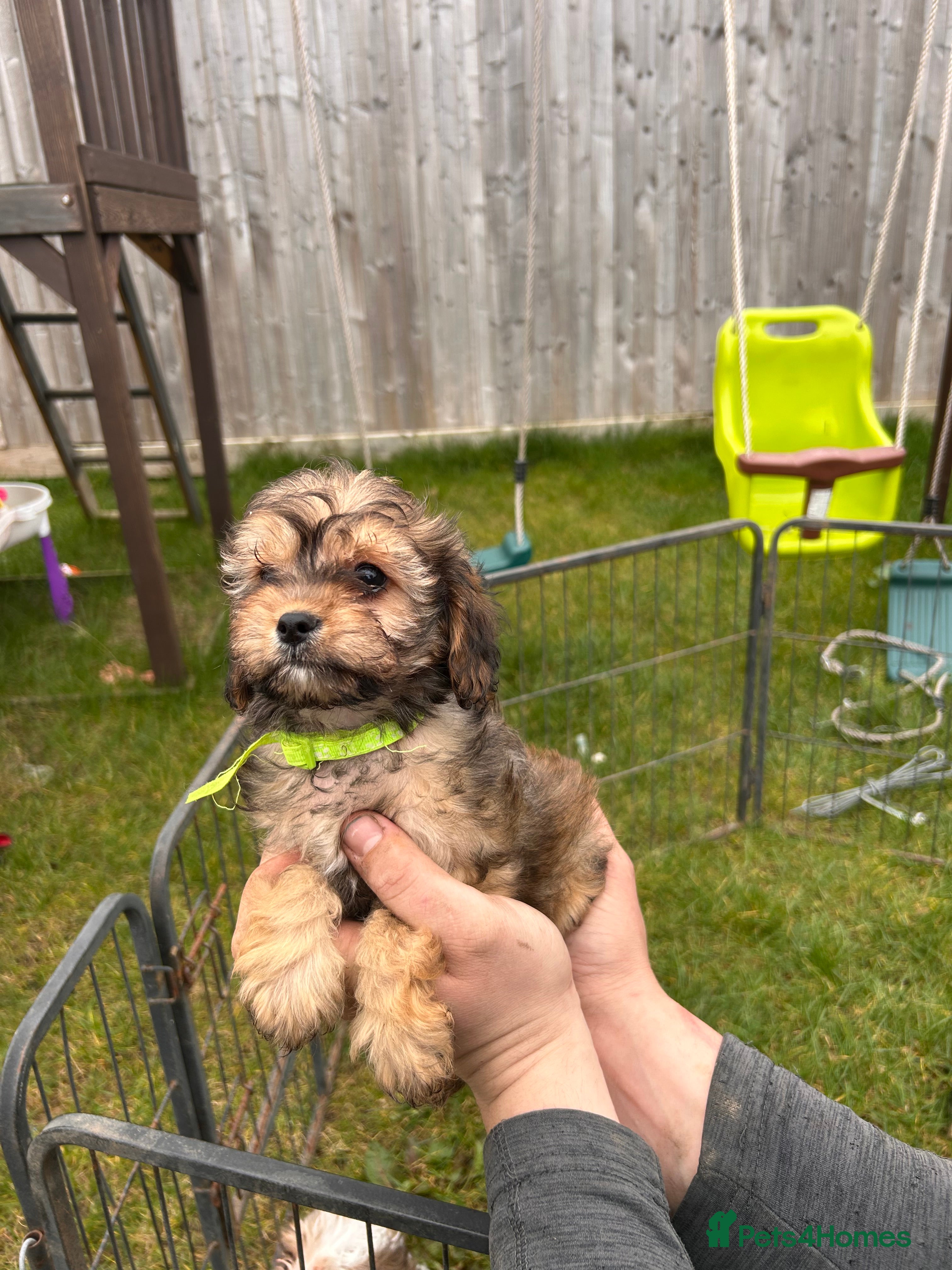 Cavapoo dogs Cavapoo puppies  - Advert 17