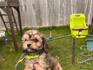 Cavapoo dogs Cavapoo puppies - Advert 17