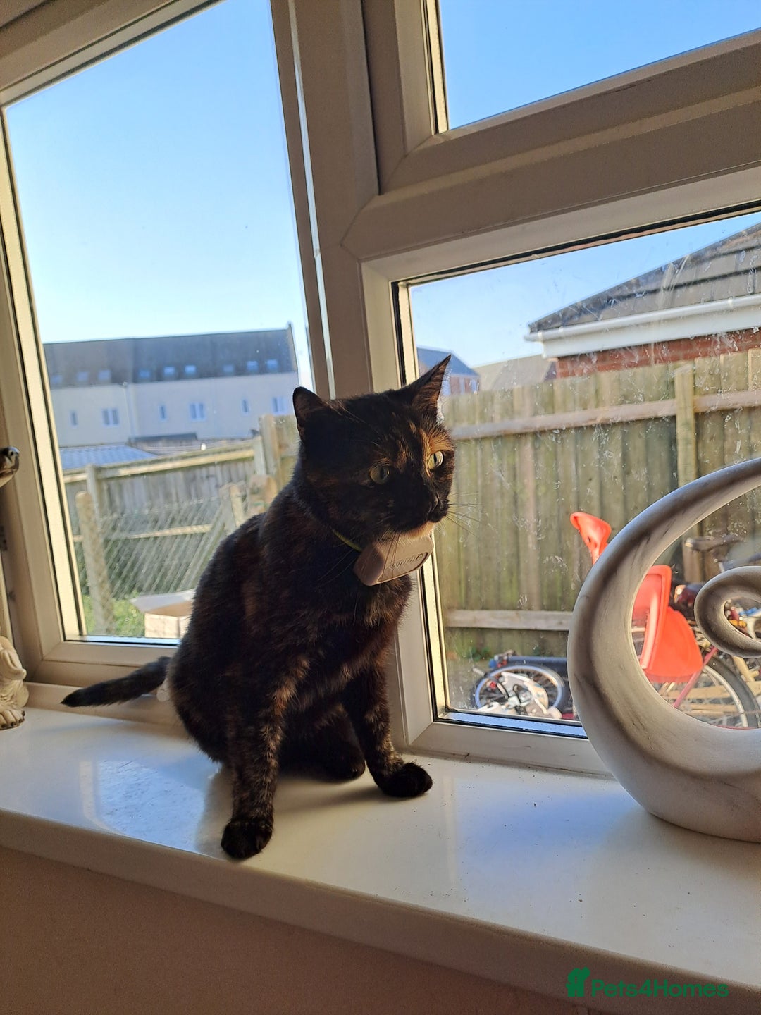 Mixed Breed cats for sale: Rehoming my cats - Advert 2