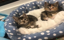 Mixed Breed cats for sale: Lovely kittens 8 weeks old  - Image 4