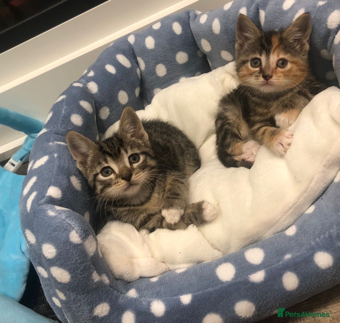 Mixed Breed cats for sale: Lovely kittens 8 weeks old  - Image 4
