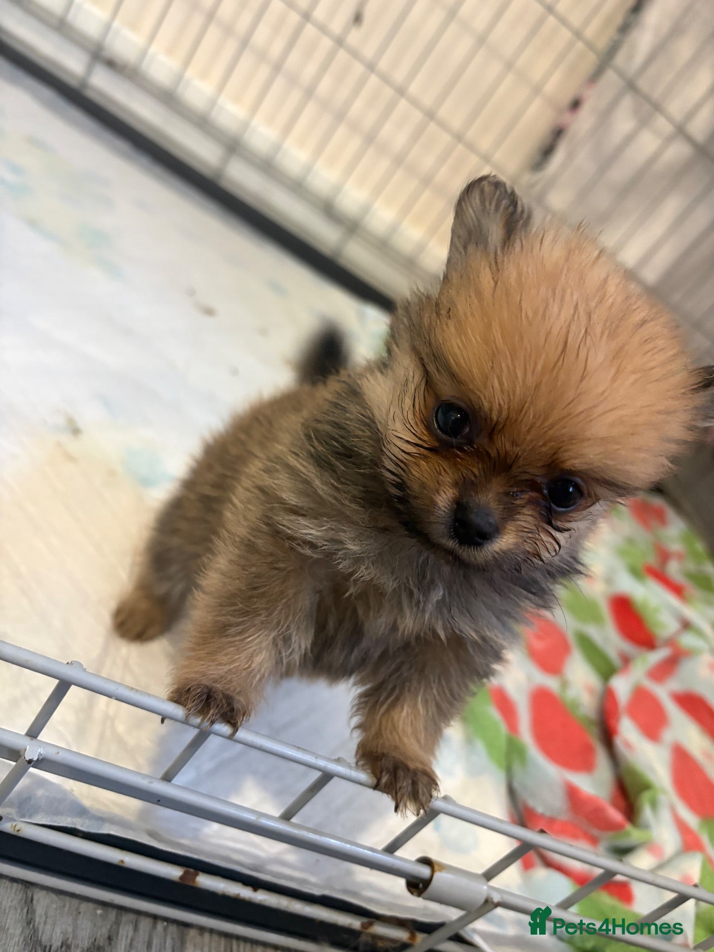 Pomeranian dogs Pomeranian puppies ❤️ - Advert 8