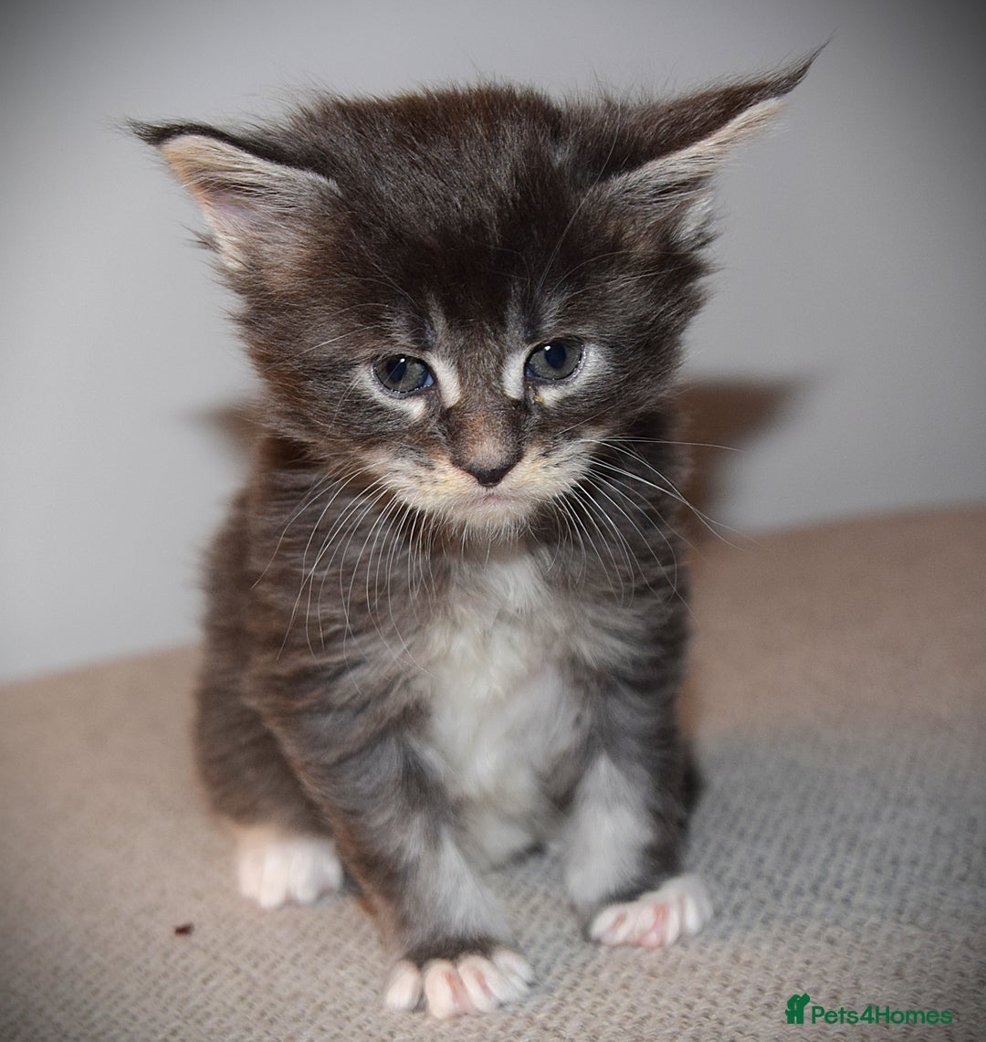 Maine Coon cats for sale: Maine Coon kittens - Beautiful and cheeky  - Advert 1