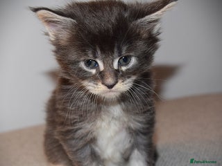 Maine Coon cats Beautiful and cheeky Main Coon kittens - Advert 2