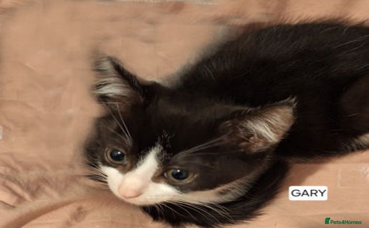 Mixed Breed cats - Advert 2