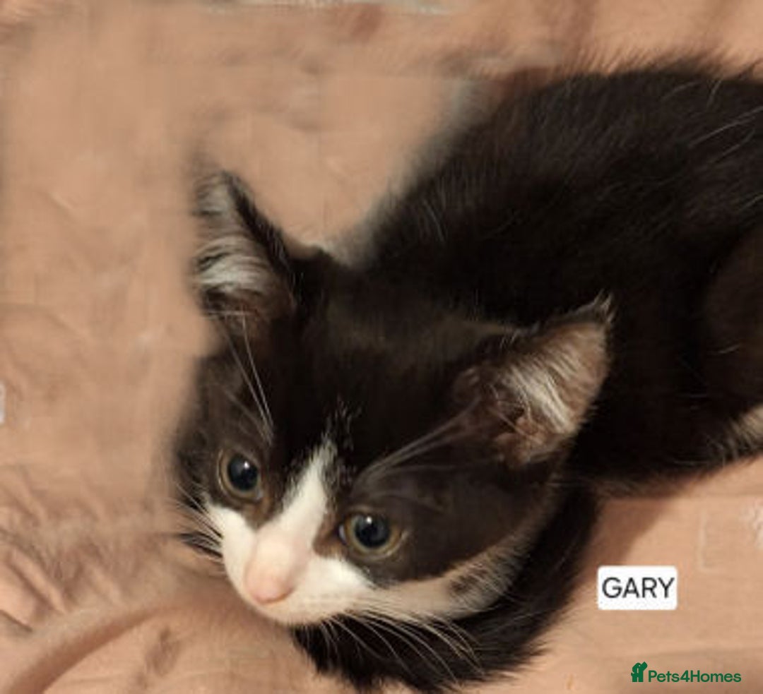 Mixed Breed cats for adoption: GARY, GIZMO AND GERALD - Image 1