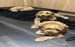 Cockapoo dogs for sale: Cockapoo  - Image 10