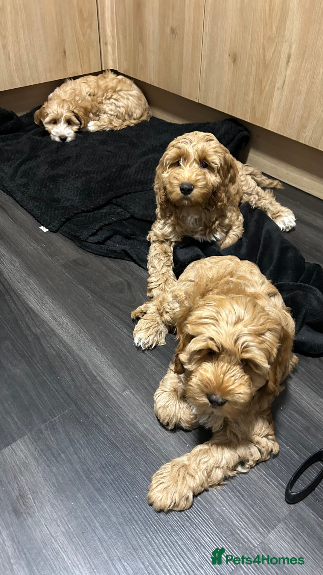 Cockapoo dogs for sale: Cockapoo  - Image 10
