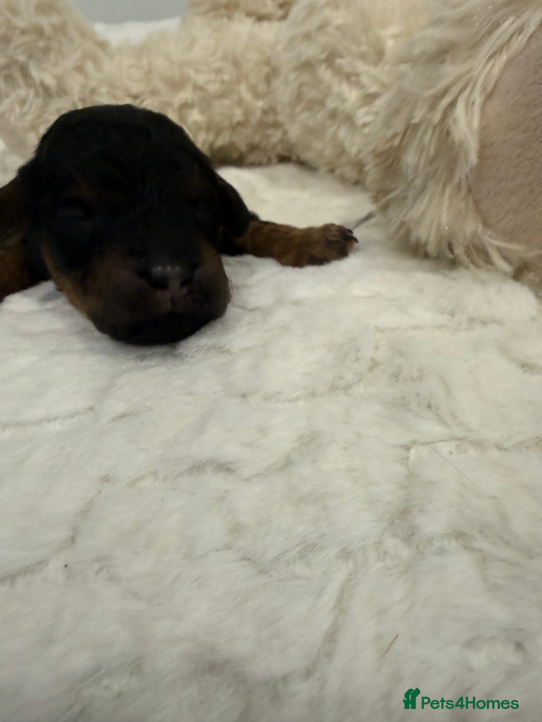 Cavapoo dogs for sale: Beautiful f1b. Black, black & Tan full DNA clear.  - Advert 11