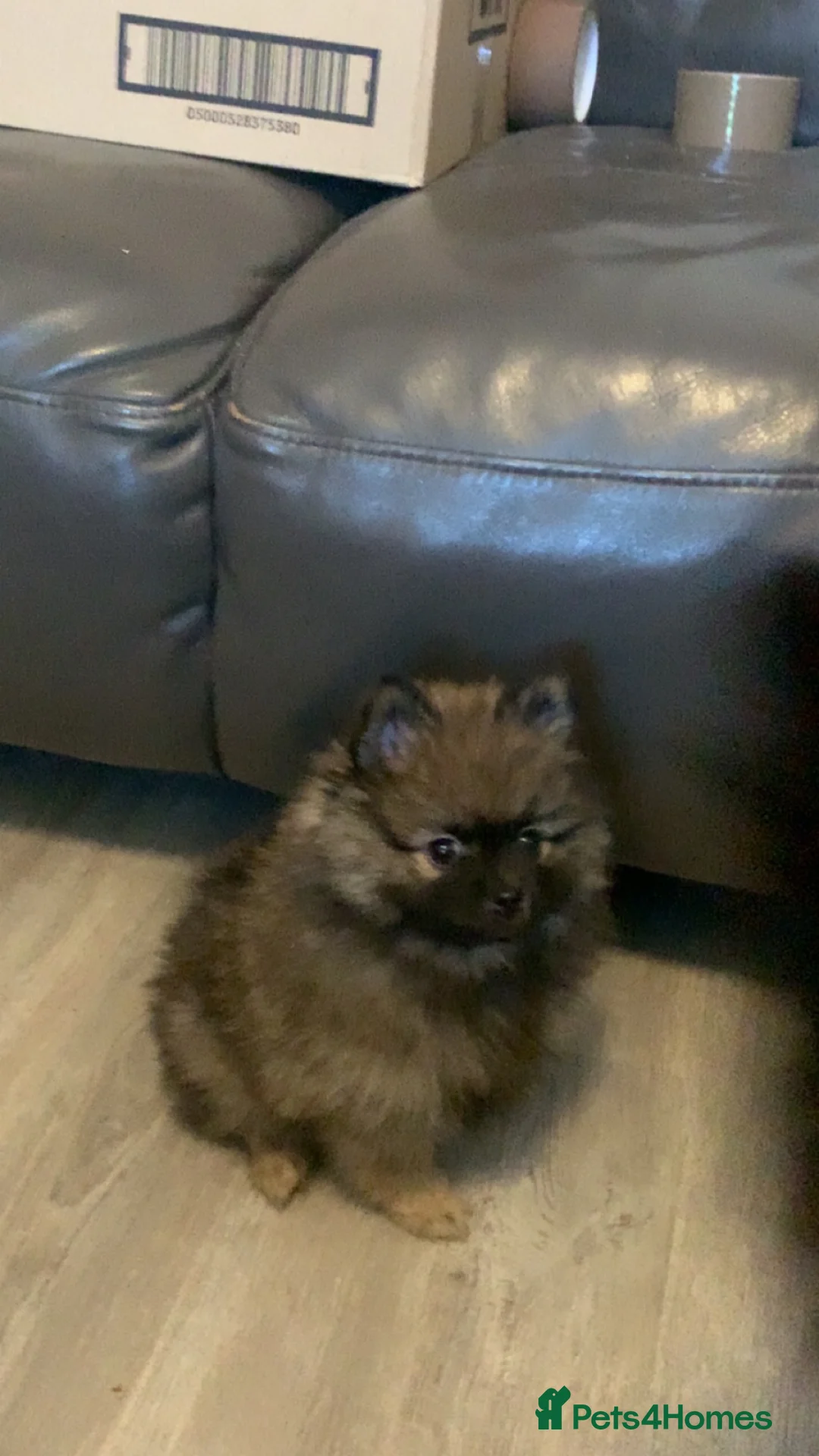 Pomeranian dogs for sale: Pomeranian boys  in Leeds - Advert 3