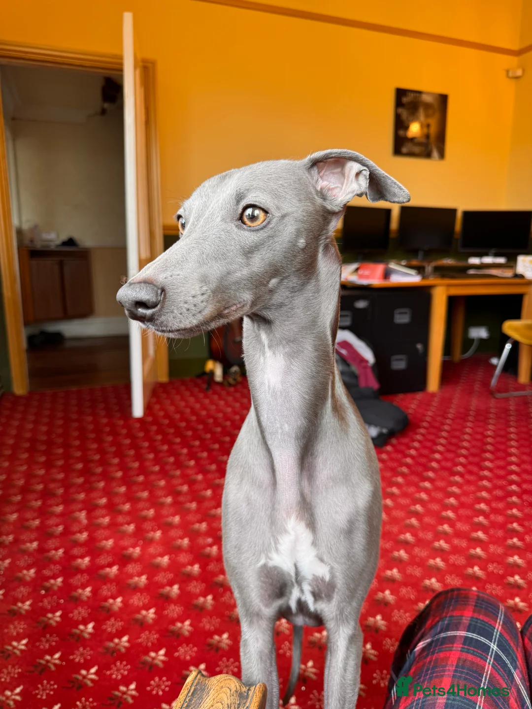 Whippet dogs for sale: Beautiful KC registered whippet pups - Advert 5