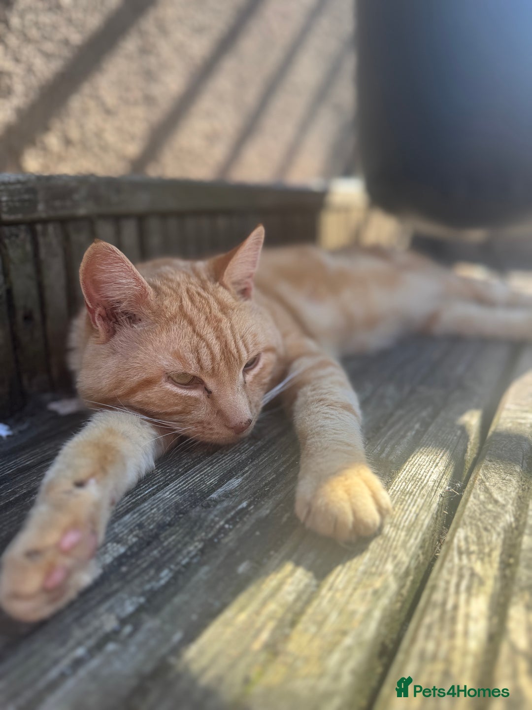 Mixed Breed cats for sale: Boots the blind cat - Advert 2