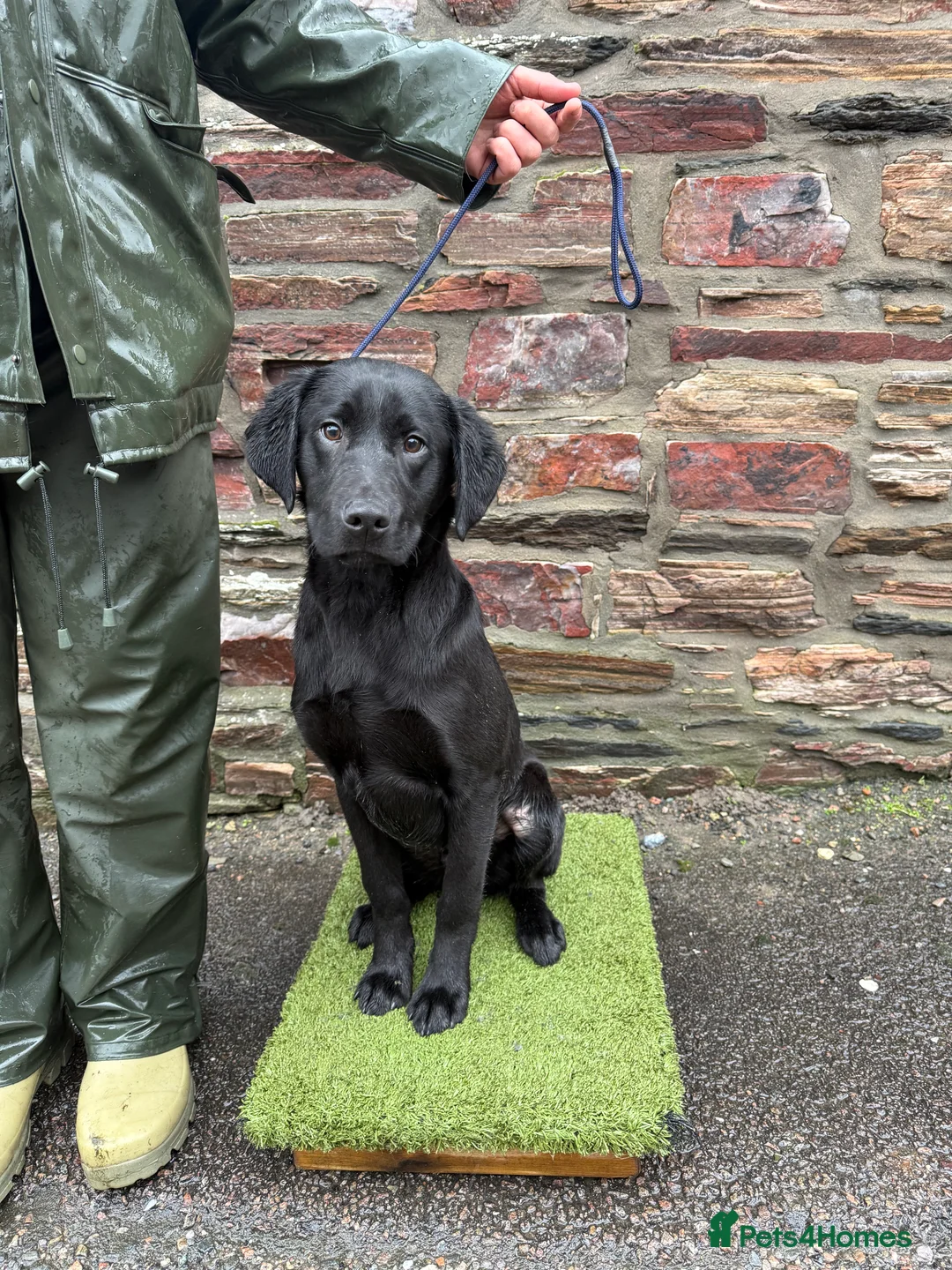 Labrador Retriever dogs for sale: 6 month Labrador Male Puppies - Advert 1