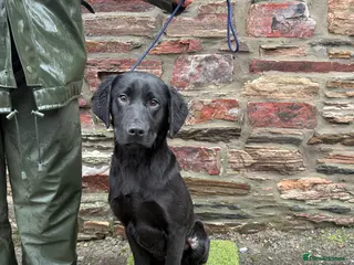 Labrador Retriever dogs 6 month Labrador Male Puppies - Advert 1