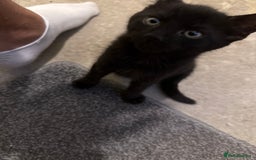 Mixed Breed cats for sale: Beautiful kittens for sale  - Image 17