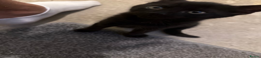 Mixed Breed Kitten 4