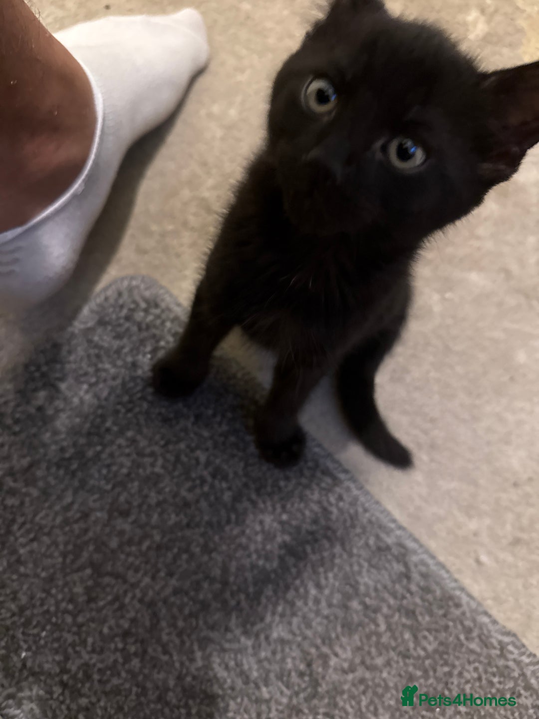 Mixed Breed cats for sale: Beautiful kittens for sale  - Image 17