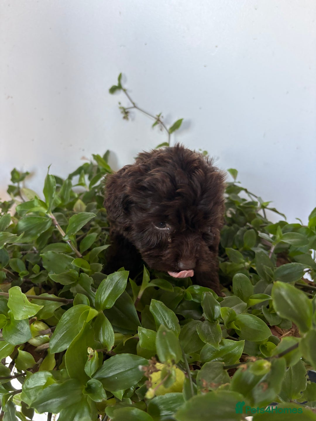 Cockapoo dogs for sale: Beautiful cockapoo pups - Advert 5