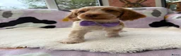 Cocker Spaniel dogs for sale: KC Reg Show Cocker Spaniel Girl READY NOW - Advert 6