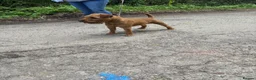 Mixed Breed dogs for sale: Male Lakeland  - Advert 2
