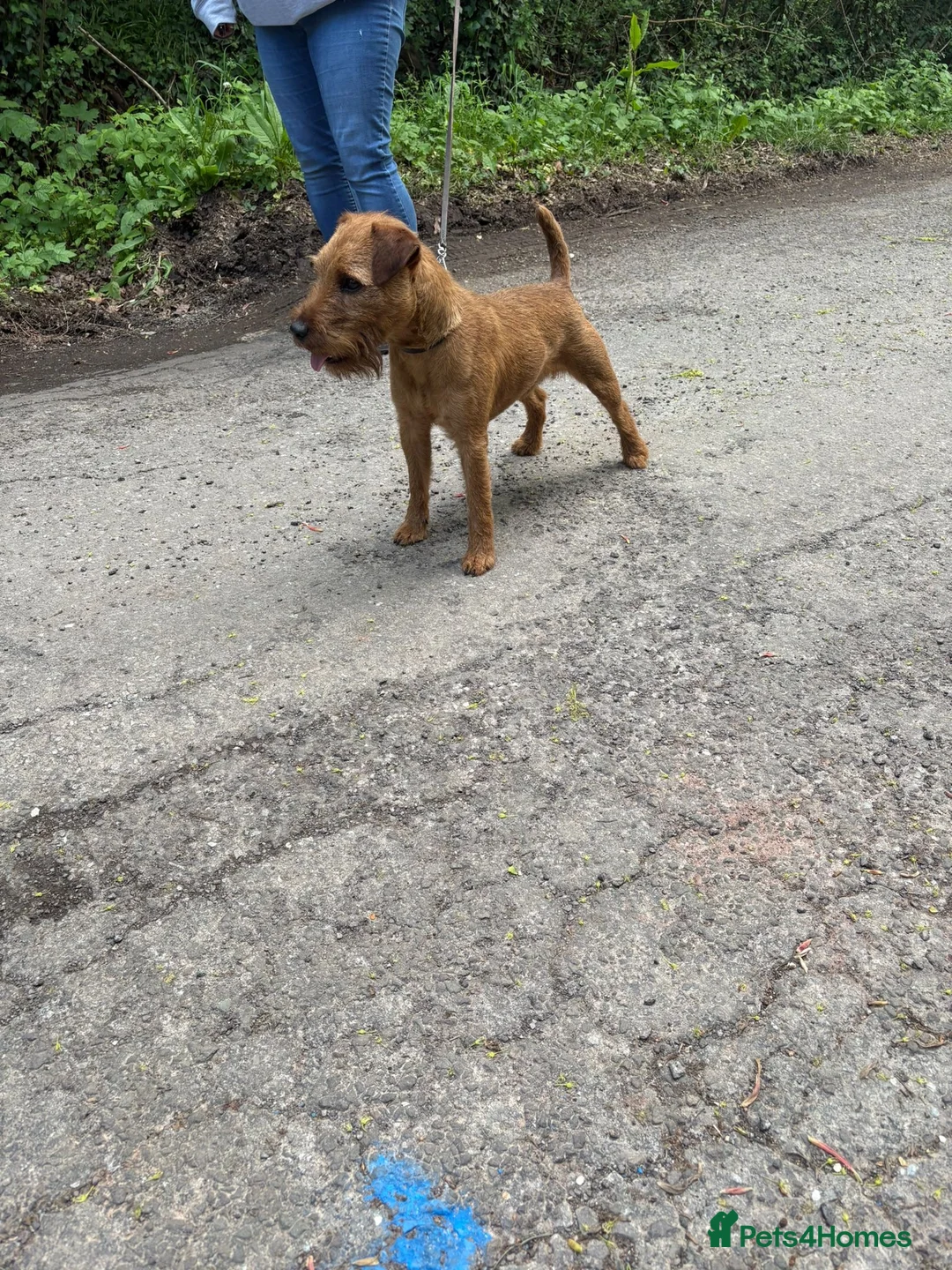 Mixed Breed dogs for sale: Male Lakeland  - Advert 2