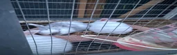 Belgian Hares rabbits for sale: Rabbit  - Advert 4