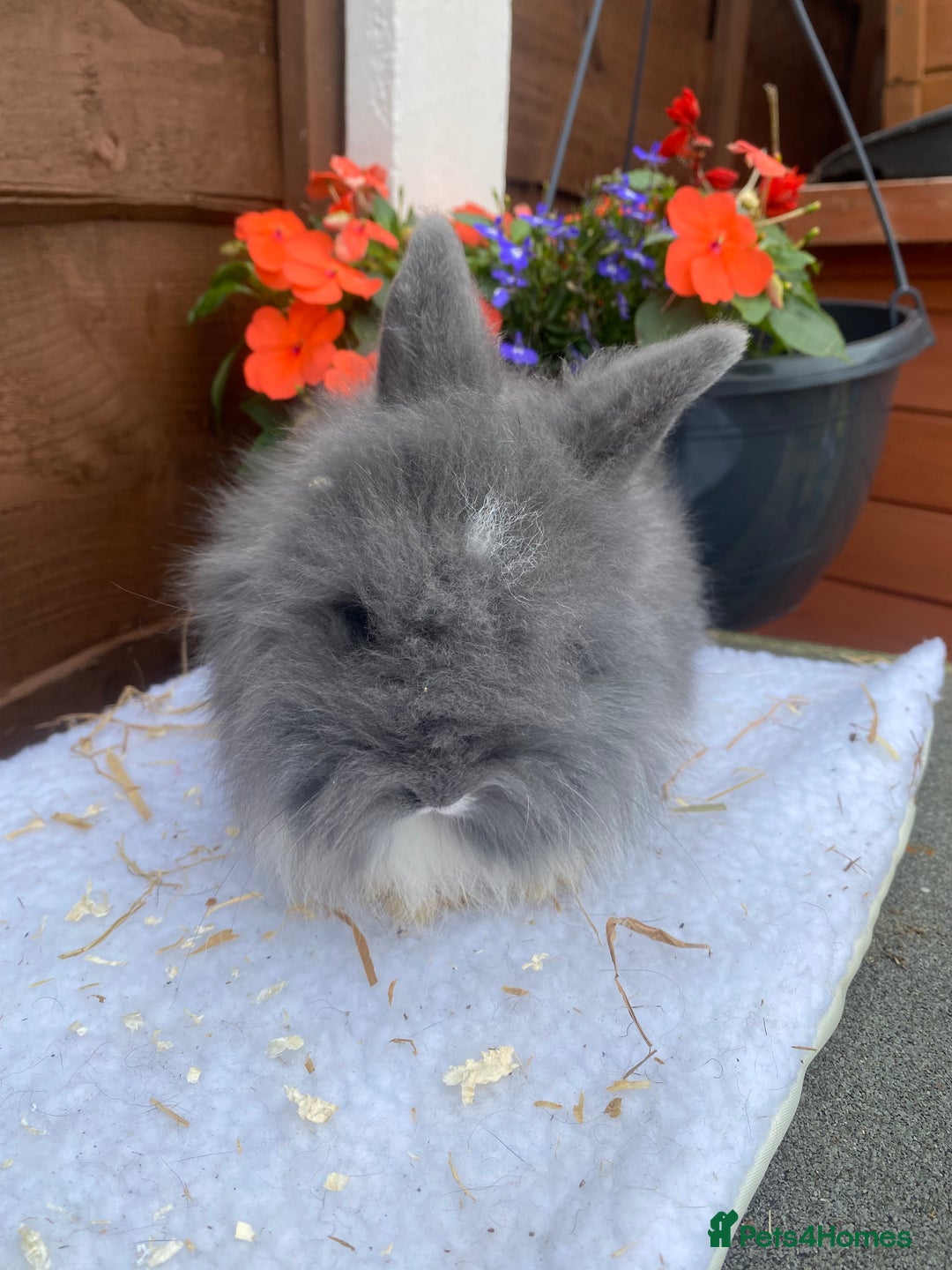 Lionhead rabbits for sale: Gorgeous Teddy widders - Image 5