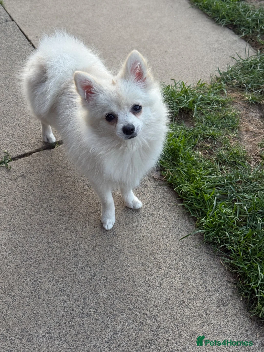 German Spitz dogs for sale: *** Beautiful Cream Spitz *** - Advert 2