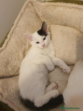 Mixed Breed cats - Advert 12