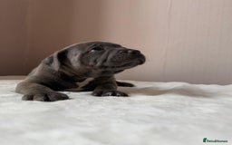 Staffordshire Bull Terrier dogs for sale: BLUEDOGCITY PHARON AT BULLSCAFF X WEDNESDAY ADDAMS - Image 12